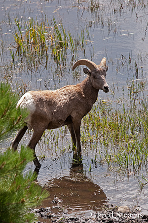 Mount Evans Big Horn Sheep Ewe